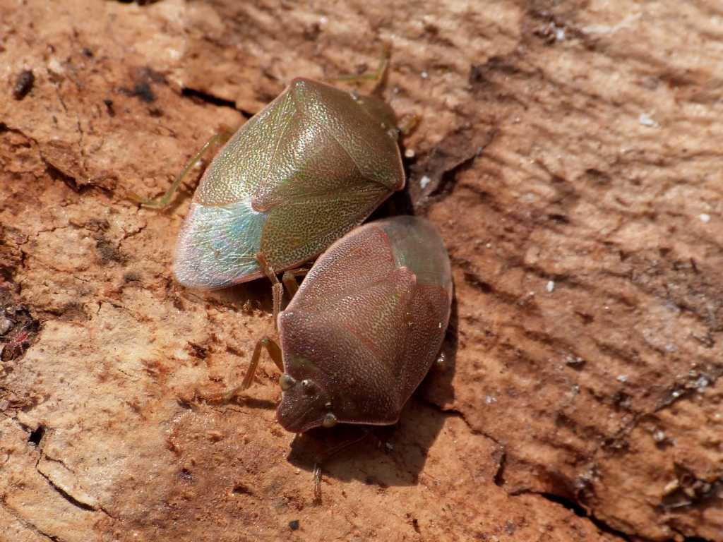 Acrosternum heegeri sotto la corteccia - Tolfa (RM)